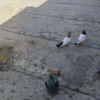 یک جفت نره ماده کله دم سبز به شرط تخم جوجه|پرنده|اراک, |دیوار