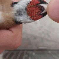 سهره نر نشون دار|پرنده|فردیس, نسترن شرقی|دیوار