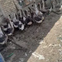 فروش قوغاز اصل