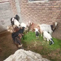 بز و بزغاله