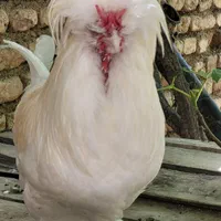 تخم مرغ نطفه دار سلطان عثمانی زینتی|پرنده|خمینی‌شهر, |دیوار