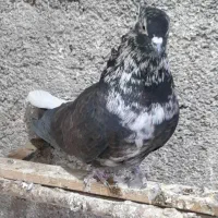 کبوتر قاره دم سفید کاکلی به شرط
