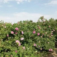 زمین کشاورزی واس کشت گل محمدی