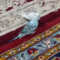 مرغ عشق|پرنده|انابد, |دیوار