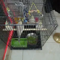 قفس پرنده طوطی هندی قناری عروس هلندی نر ماده|پرنده|قرچک, شهرک گلها|دیوار