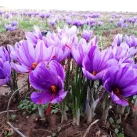 نیرو برای پاک کردن گل زعفران