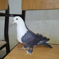 کربلایی ماده بشرط تخمو جوجه پاک پاک