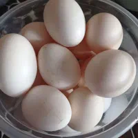 تخم مرغ  محلی