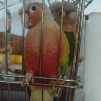 گرینچیک مولد