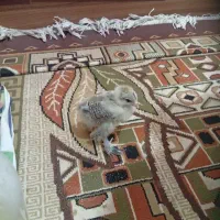 پرنده