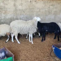 قوچ نژاد اصف خالص
