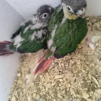 جوجه گرینچک