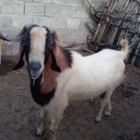 نری فروشی