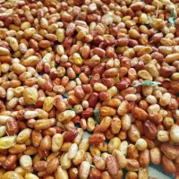 فروش سنجد تازه|خوردنی و آشامیدنی|تهران, نعمت‌آباد|دیوار