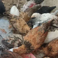 بوقلمون همراه ۱۴ عدد جوجه نژاد دار