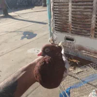 کبوتر