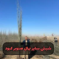 مرکزخریدنهال.صنوبر.بادام.گردوکبوده و۲۶۰ رقم نهال