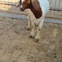 بویر|حیوانات مزرعه|اهواز, کیانپارس |دیوار