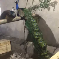 جوجه طاووس و...