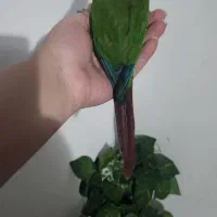 پرنده کاملا دستی و ارام|پرنده|ری, حمزهآباد|دیوار