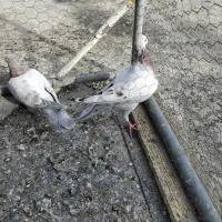 فروشی|پرنده|همدان, |دیوار