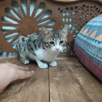 گربه|گربه|میبد, |دیوار