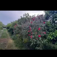 فروش ویلا باغ ۱۷۰۰ متری در نزدیکی مرکز شهر|فروش خانه و ویلا|تنکابن, |دیوار