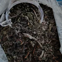 چایی درجه یک ، السعدالدین ، احمد، کلکته، عراق|خوردنی و آشامیدنی|اشنویه, |دیوار