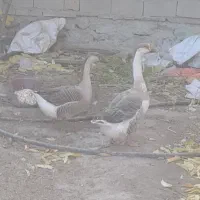 دو تا قو قاز نر و ماده