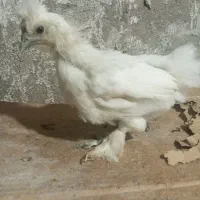 جوجه ابریشمی