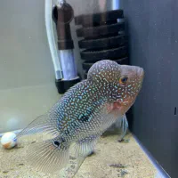 فلاورKMLبلو پرل|ماهی|سنندج, |دیوار