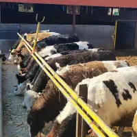 گوساله ماده پروار