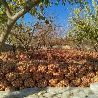 پیاز زرد|عمده‌فروشی|کنگاور, |دیوار