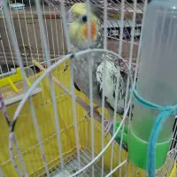 عروس ماده سالم وسرحال