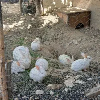 خرگوش و بچه خرگوش