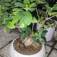 گیاه بونسای جنسینگ