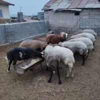 ده راس گوسفند آبستن|حیوانات مزرعه|گمیشان, |دیوار