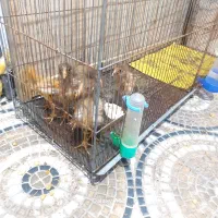 سلام ۵ عدد جوجه اعدد رنگی ۴تا خودمونی