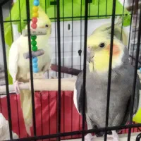 جفت عروس هلندی مولد و سخنگو کاملا اروم و دستی