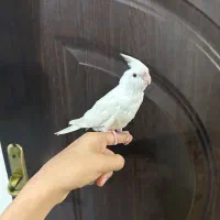 عروس هلندی البینو دستی چلوندنی