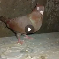 کبوتر