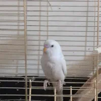 مرغ عشق معاوضه با یک جفت فنچ