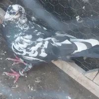 سینه مشهدی