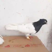 فروش جفت کله سیاه یاهمون کله اهوازی|پرنده|کارون, |دیوار