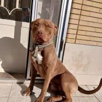 واگذاری سگ پیت بول قیمت۱۶ت