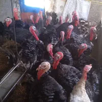 بوقلمون نر|حیوانات مزرعه|مشهد, شهید قربانی|دیوار