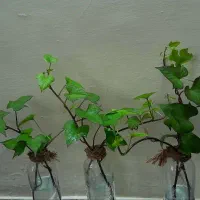 پیچک با گلدون|گل و گیاه طبیعی|اهواز, شریعتی جنوبی|دیوار