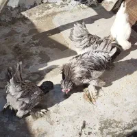 مرغ وخروس 6عدد|حیوانات مزرعه|شیراز, کیان آباد|دیوار