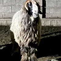 قوچ بختیاری درجه یک