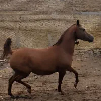 مادیان|اسب و تجهیزات اسبسواری|همدان, |دیوار